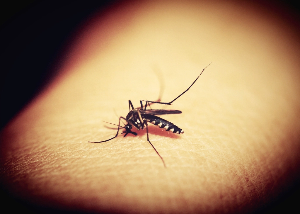 Chapter One: Mosquitos | Miseries | Mindsets